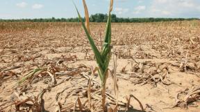 AGRICULTURA ESTE COMPROMISA – Cand vin banii pentru seceta?
