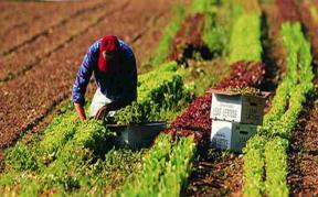 AGRICULTURA ROMANIEI: LOCUL IN UE – Productie de miliarde de euro