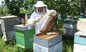 Bani pentru apicultori