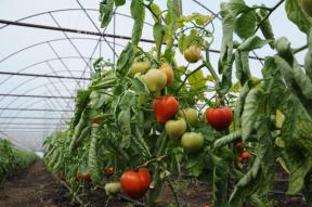 ​ BANI PENTRU LEGUME ROMANESTI IN EXTRASEZON – Continua programul Tomata. Iata suma oferita agricultorilor (Document)