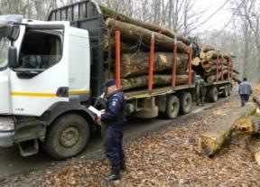 SENATORII AU VOTAT - Exportul de lemne din Romania, interzis pana in 2030