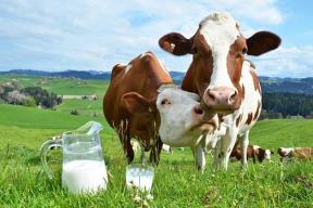 LAPTELE DE VACA A BATUT PANDEMIA – Fermierii au colectat cu 13,4% mai mult lapte de vaca in mai 2020 fata de luna precedenta. In schimb, cantitatea scazuse cu 0,9% in aprilie fata de martie 2020 (Documente)