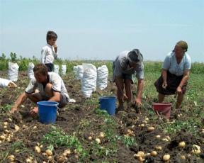 LICITATIE DE MILIOANE – Investitie pentru rezolvarea unei probleme cronice a agriculturii