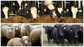 RAPORT PE INDUSTRIA CARNII – INS: numarul bovinelor, porcinelor, ovinelor si caprinelor sacrificate a scazut in 2019 fata de 2018. Pe de alta parte, a crescut productia de carne de pasare