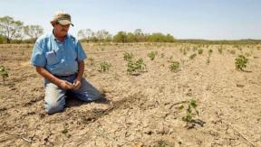 STRIGATUL FERMIERILOR CATRE BANCI – 38.000 de fermieri sunt afectati de seceta la culturile de toamna. Se solicita amanarea platii ratelor la credite