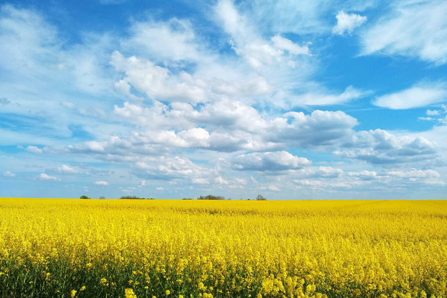 AGRICULTURA ECOLOGICA - Ce se intampla pe piata ingrasamintelor