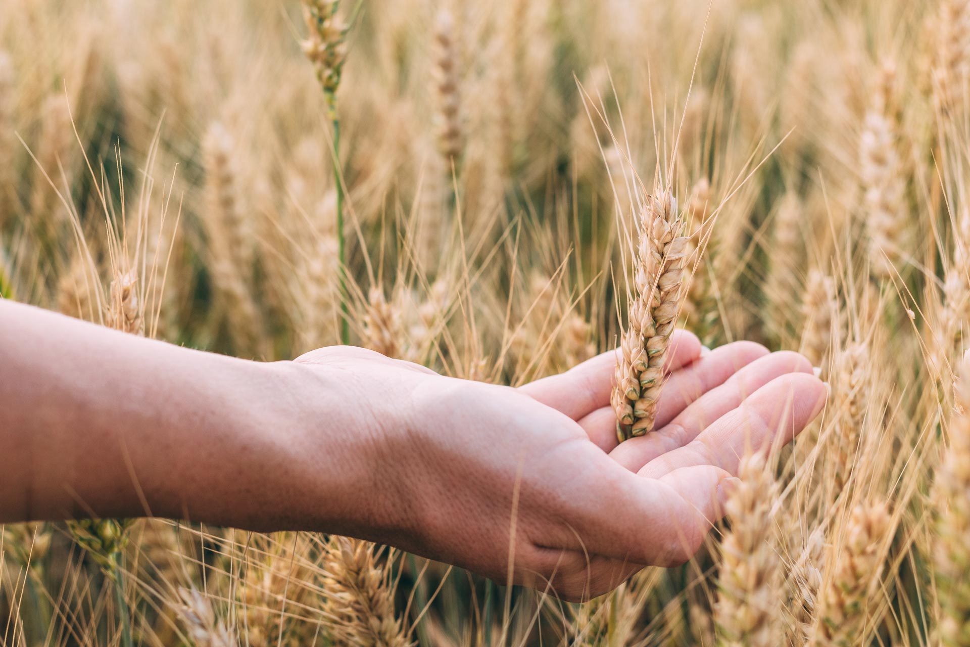 NEGOCIERI PENTRU CEREALELE ROMANESTI – Ministerul Agriculturii vrea eliminarea intermediarilor. Solutia gasita